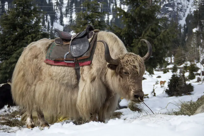 Saddled yak grazing on snow in Manali